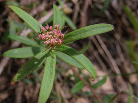 Image of Platysace lanceolata (Labill.) Druce