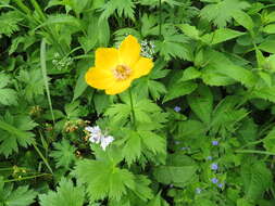 Image of Kamchatka globeflower