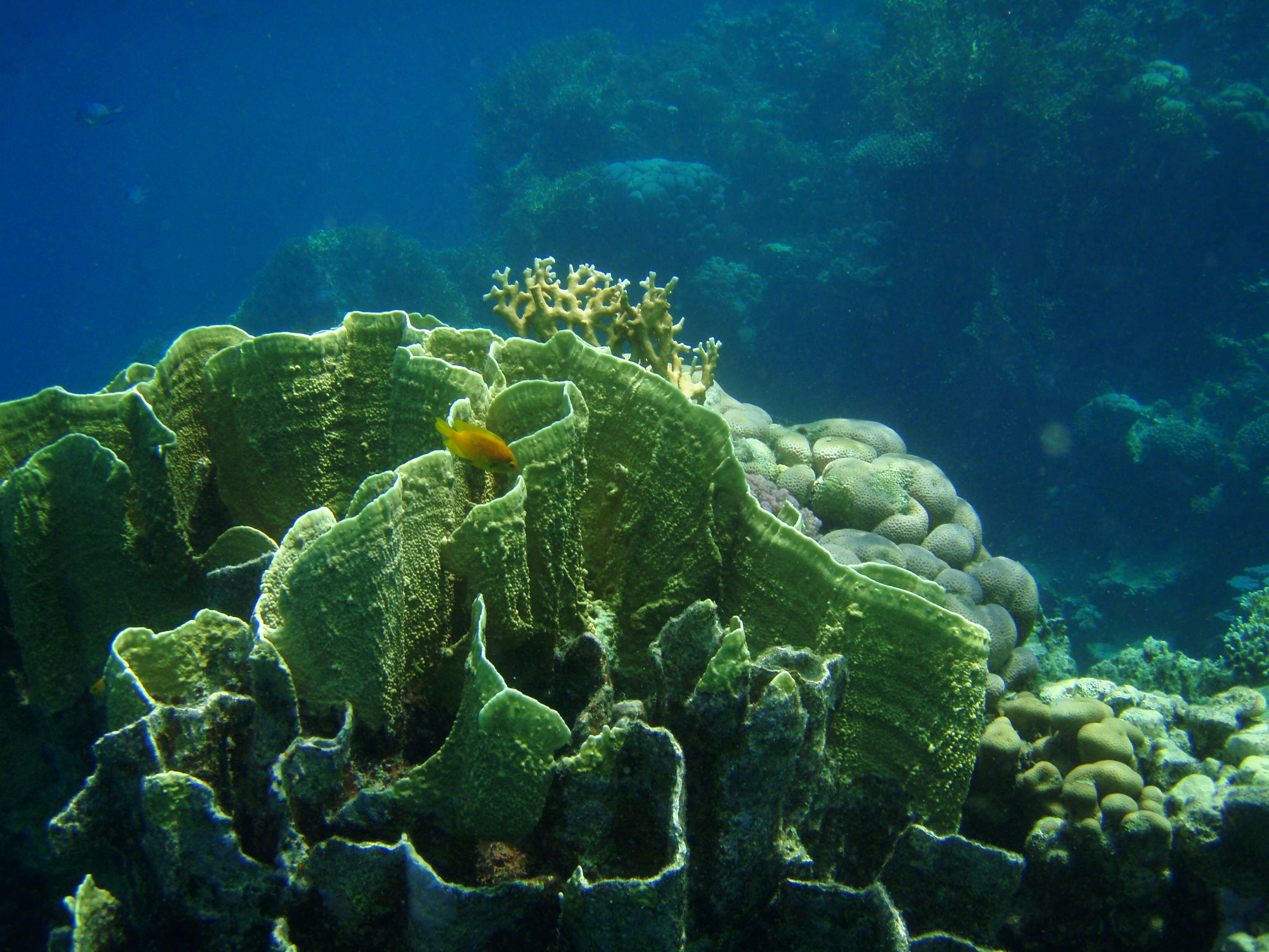 Image of Fire coral