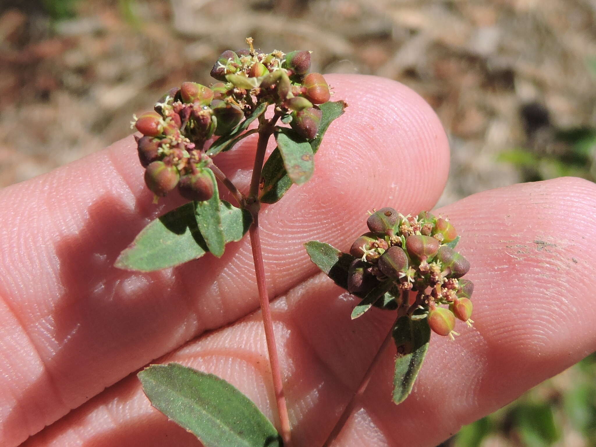 Image of Hyssop-Leaf Sandmat