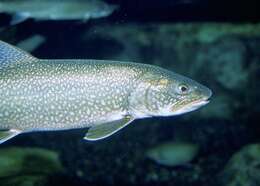 Image of Brown Trout