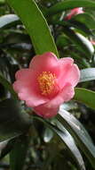 Image of Hong Kong Camellia