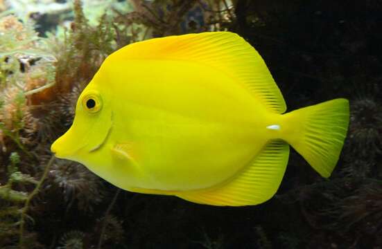 Image of Lemon Sailfin