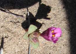 Image of Monkey Flower