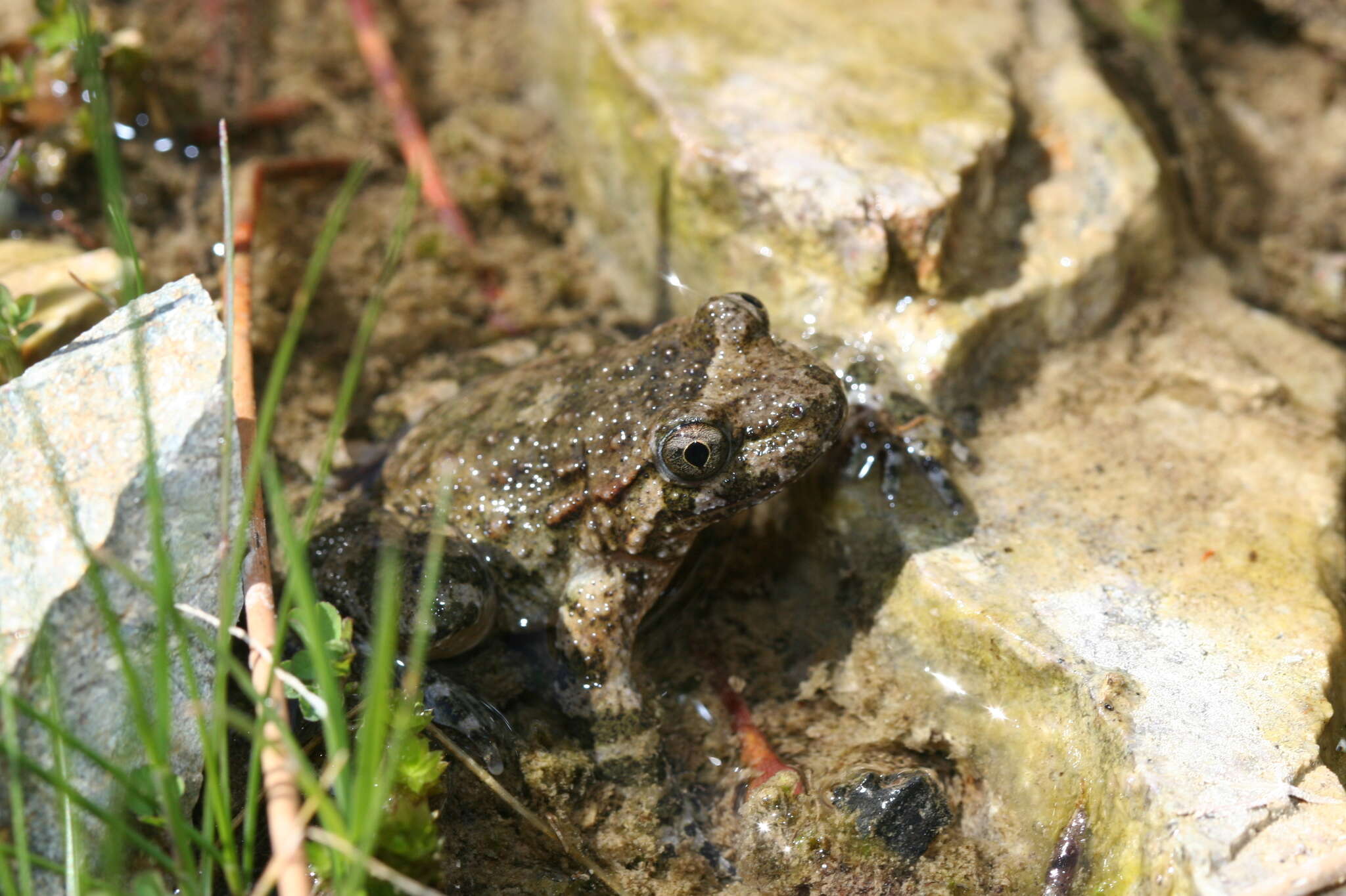 Image of Corsican Painted Frog