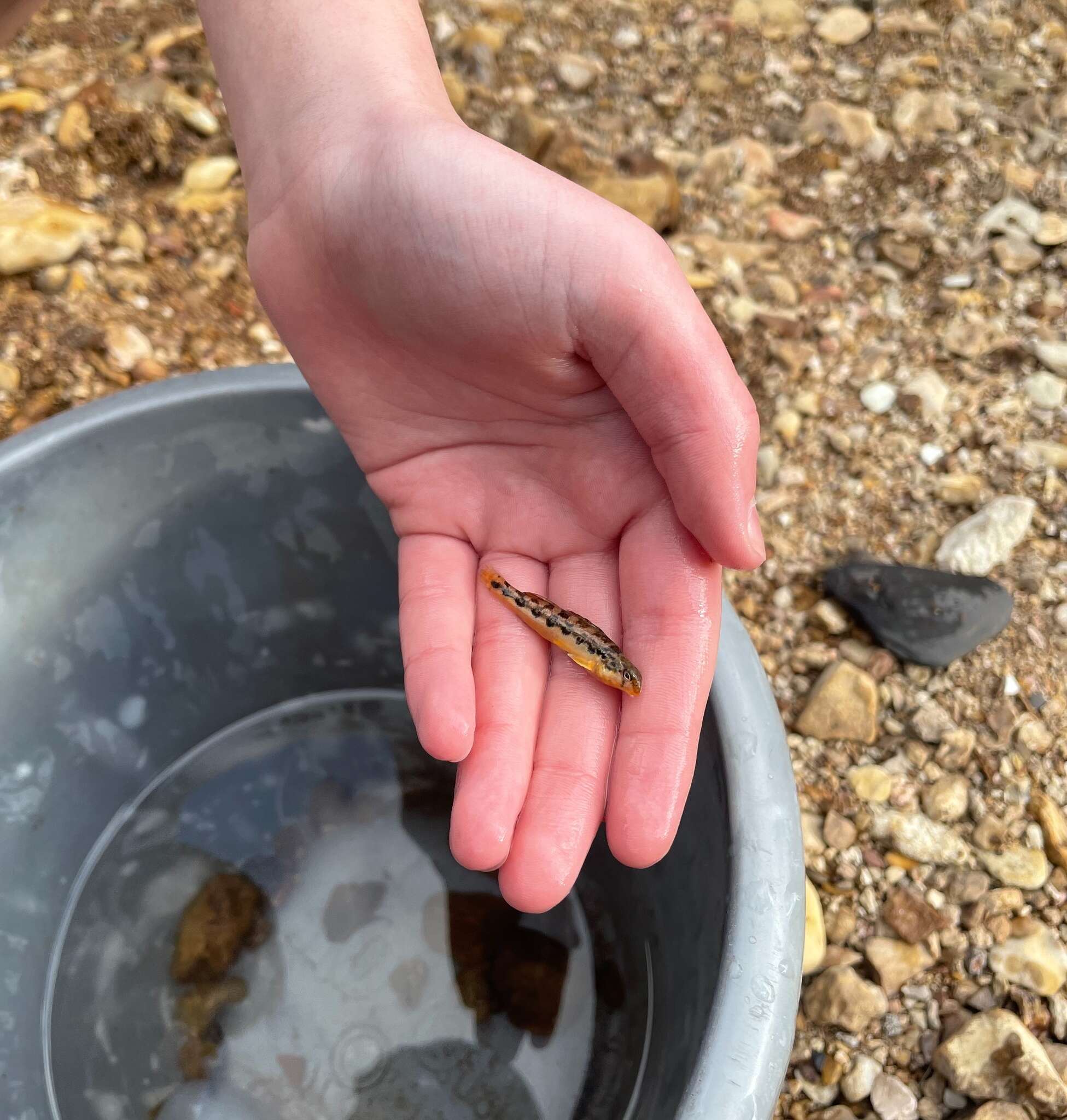 Image of Saffron darter