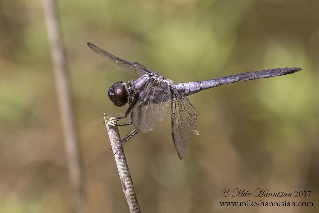 Image of Bar-winged Skimmer