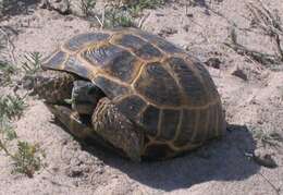 Image of Afghan Tortoise