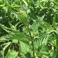 Image of California nettle