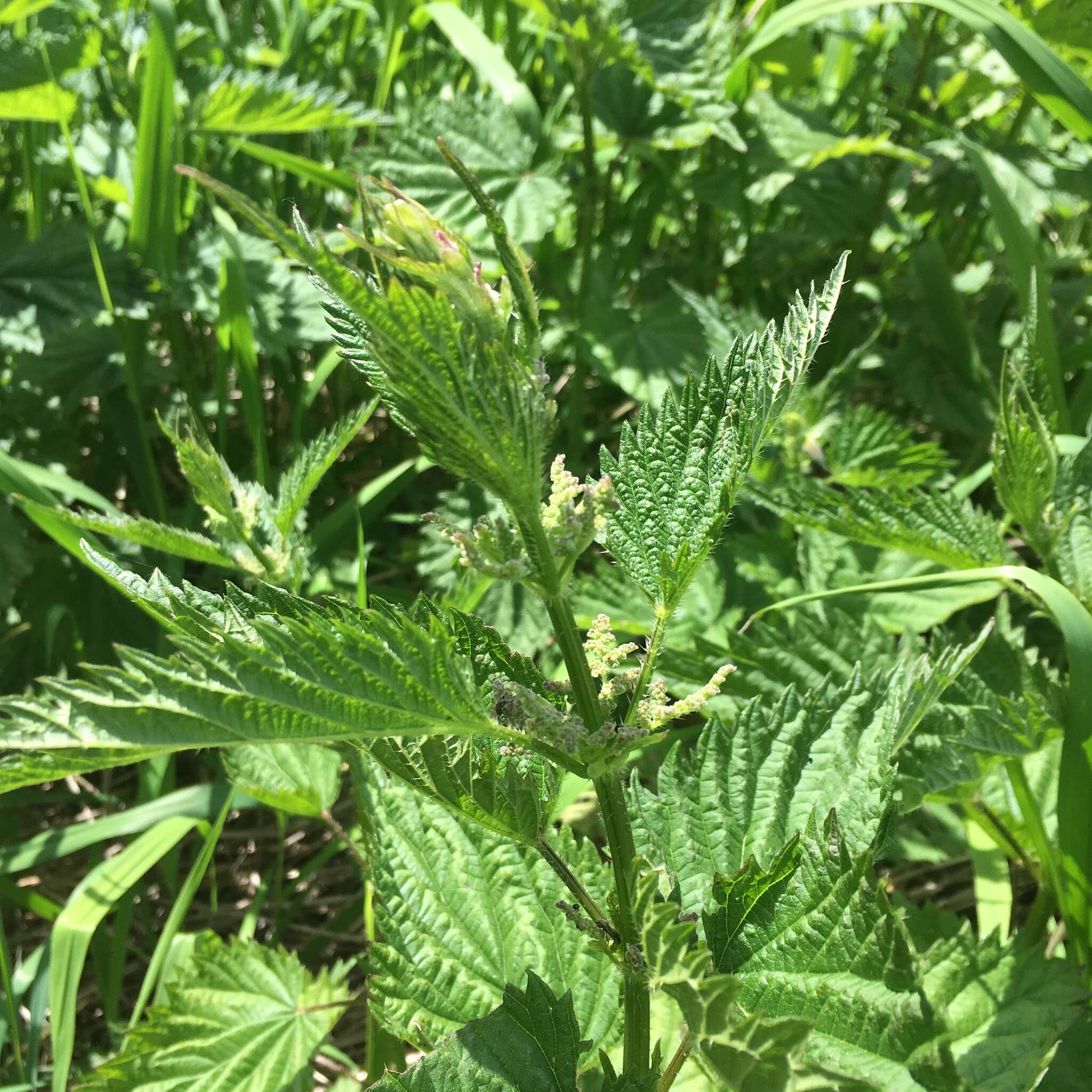 Urtica gracilis subsp. gracilis resmi