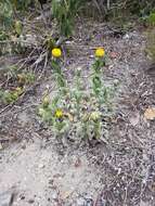 Image of Bright Yellow Everlasting