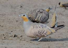 Image of Spotted Sandgrouse