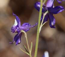 Image of San Bernardino larkspur