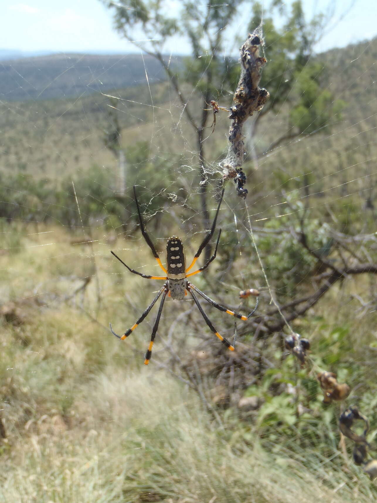 صورة Trichonephila senegalensis (Walckenaer 1841)