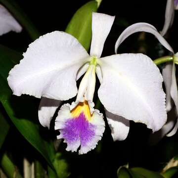 Image of Cattleya mendelii Dombrain