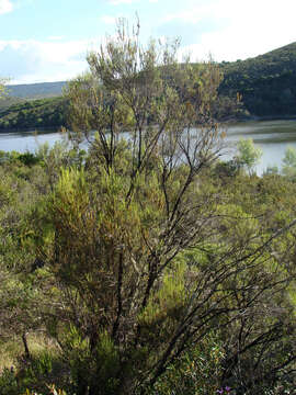 Image of green heather