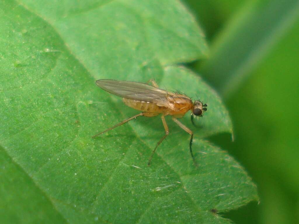 Image of Lonchoptera bifurcata (Fallen 1810)