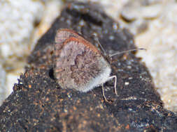 Image of Common Brassy Ringlet