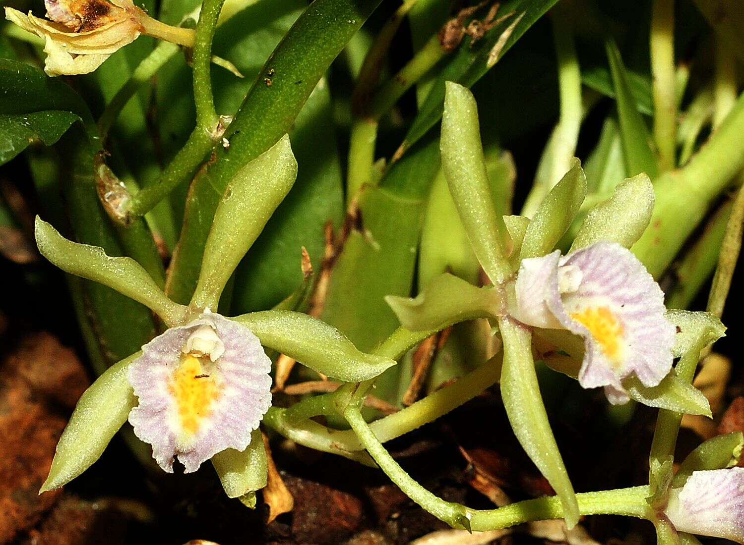 Imagem de Cischweinfia