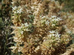 Image of shinyleaf sandpaper plant