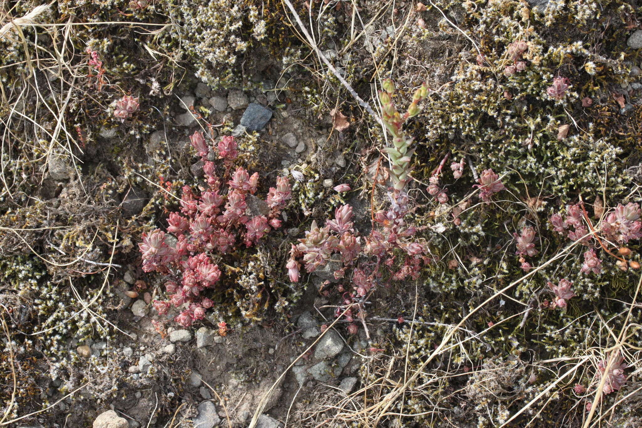 Image of Coast Range stonecrop