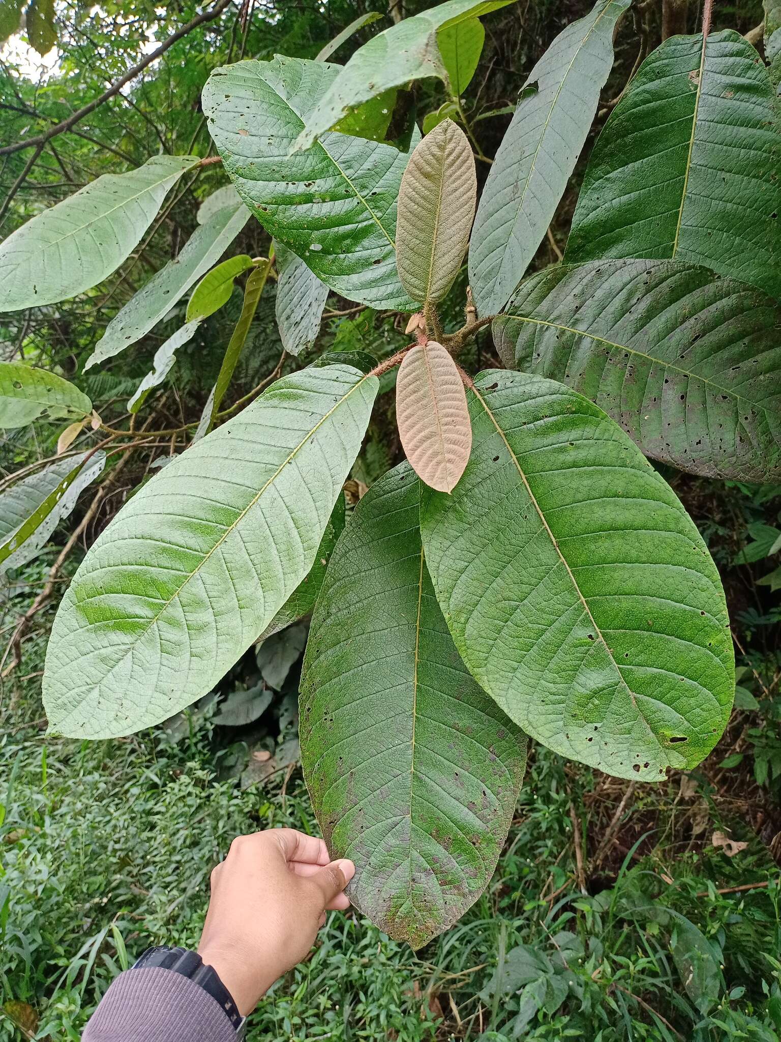 Image of Saurauia bracteosa DC.