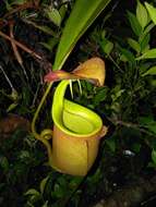 Image of Fanged pitcher plant