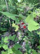 Image of Ribes spicatum subsp. hispidulum (Jancz.) L. Hämet-Ahti