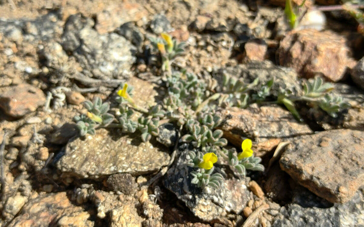 Image of strigose bird's-foot trefoil