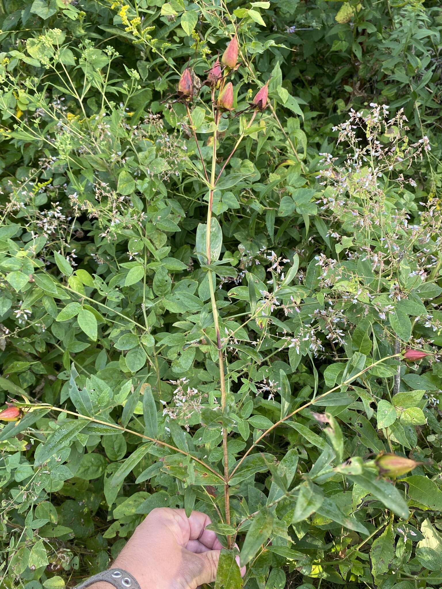 Image de Hypericum ascyron subsp. pyramidatum (Dryand. ex Ait.) N. Robson