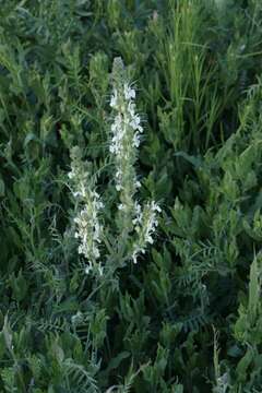 Image de Salvia austriaca Jacq.