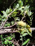 Imagem de Pongamiopsis pervilleana (Baill.) R. Vig.