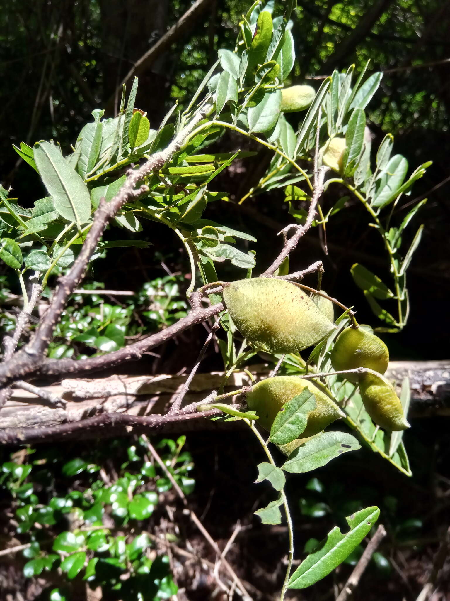 Image of Pongamiopsis pervilleana (Baill.) R. Vig.