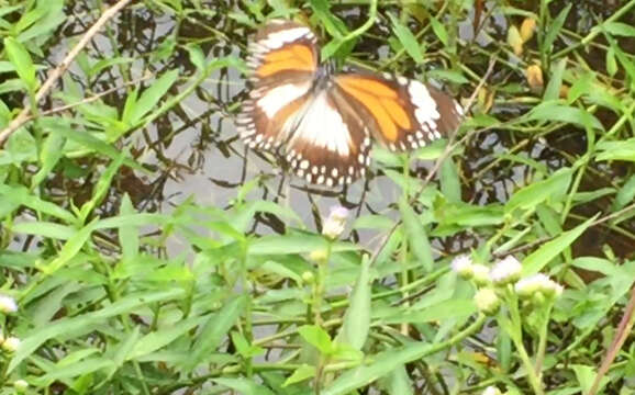 صورة Danaus (Salatura) affinis malayana (Fruhstorfer 1899)