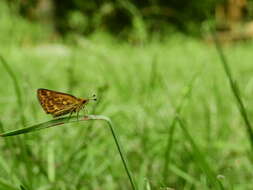 Image of Tamil grass dart