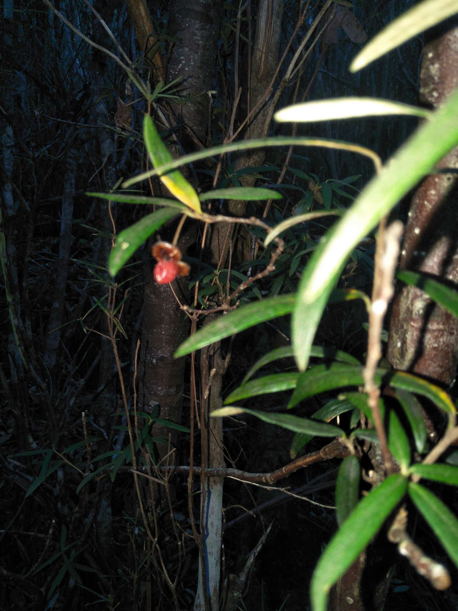 Image de Pittosporum bicolor Hook.