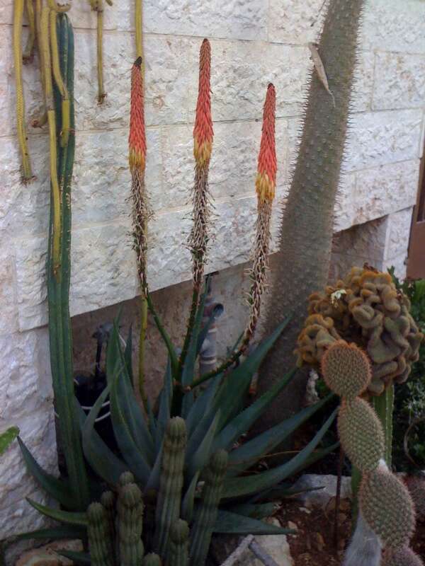 Image de Pachypodium lamerei Drake