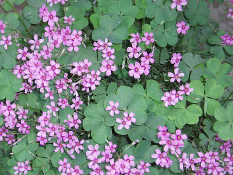 Image of pink woodsorrel