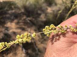 Image of Micromyrtus carinata A. R. Bean