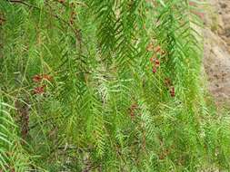 Image of Peruvian peppertree