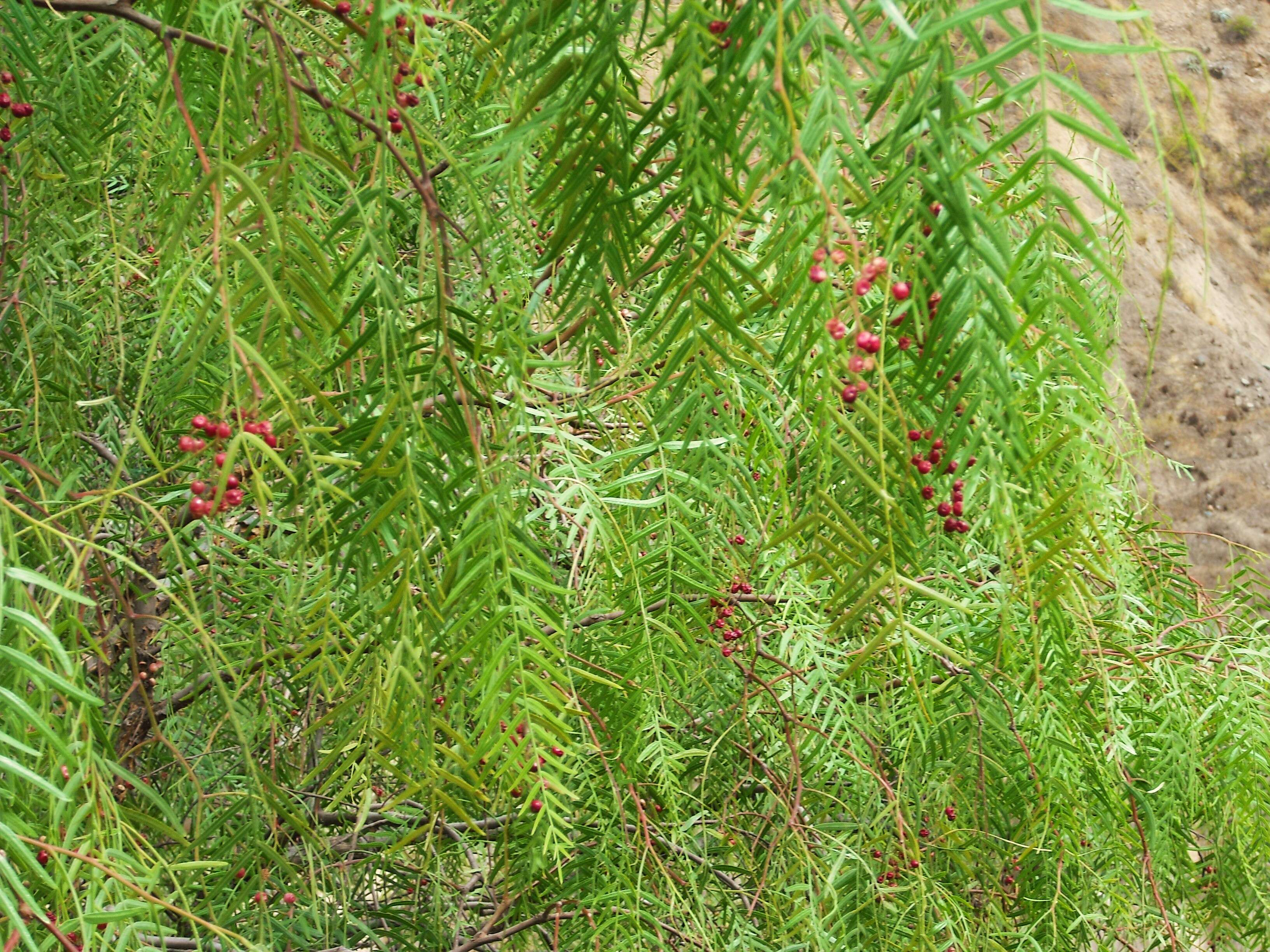 Image of Peruvian peppertree