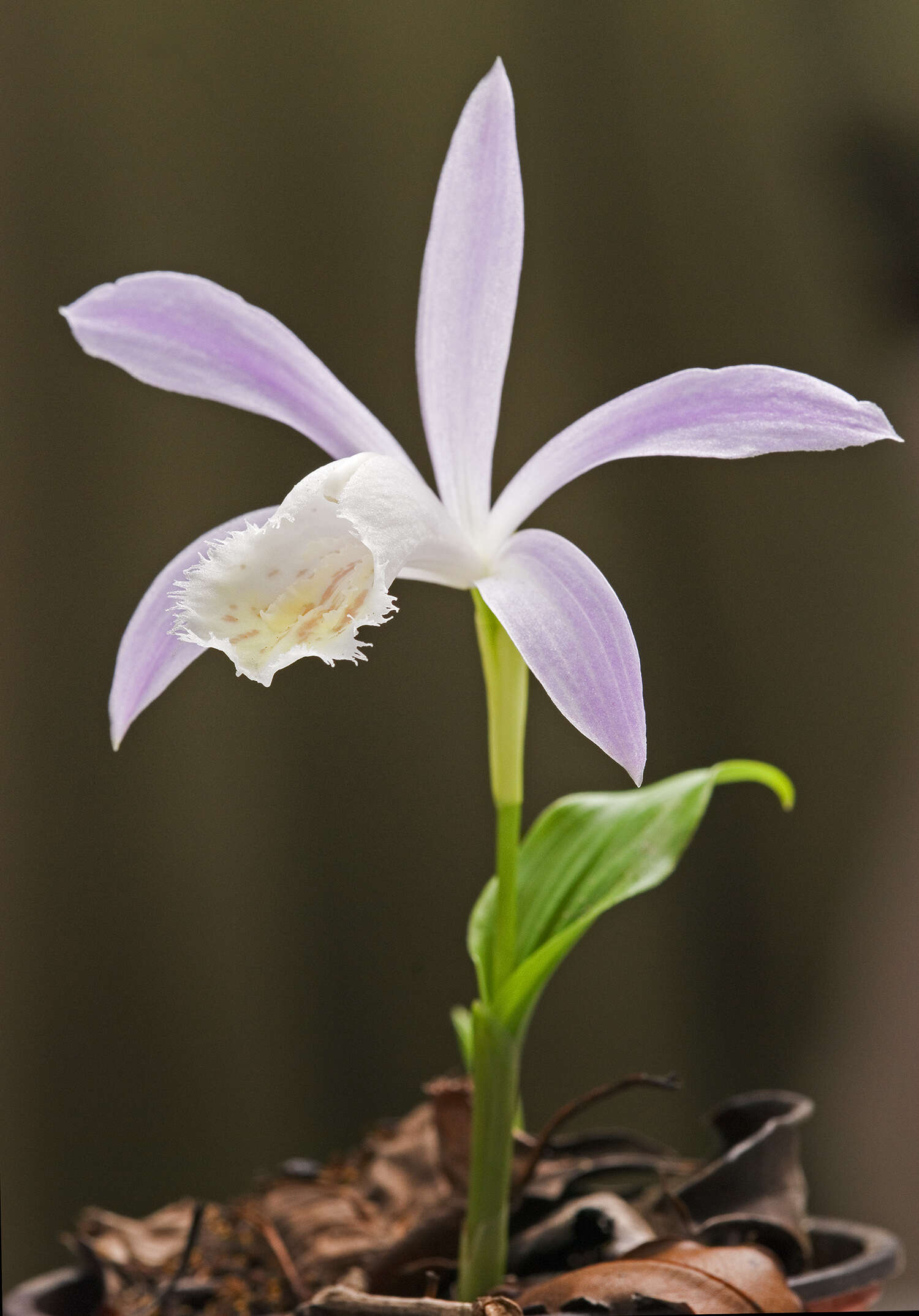 Plancia ëd Pleione