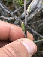 Слика од Haworthia arachnoidea var. nigricans (Haw.) M. B. Bayer