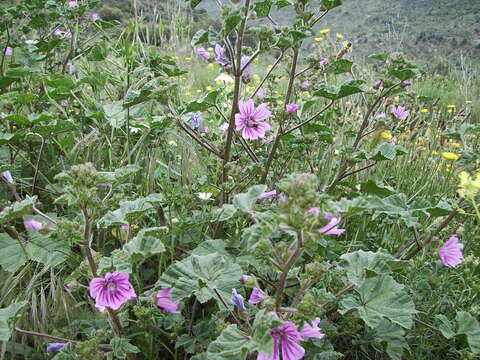 Image de Grande mauve