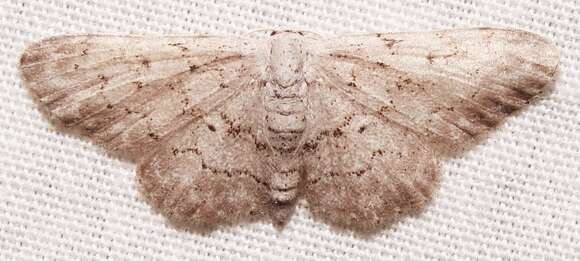 صورة Idaea violacearia Walker 1861