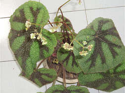 Image of Begonia masoniana Irmsch. ex Ziesenh.