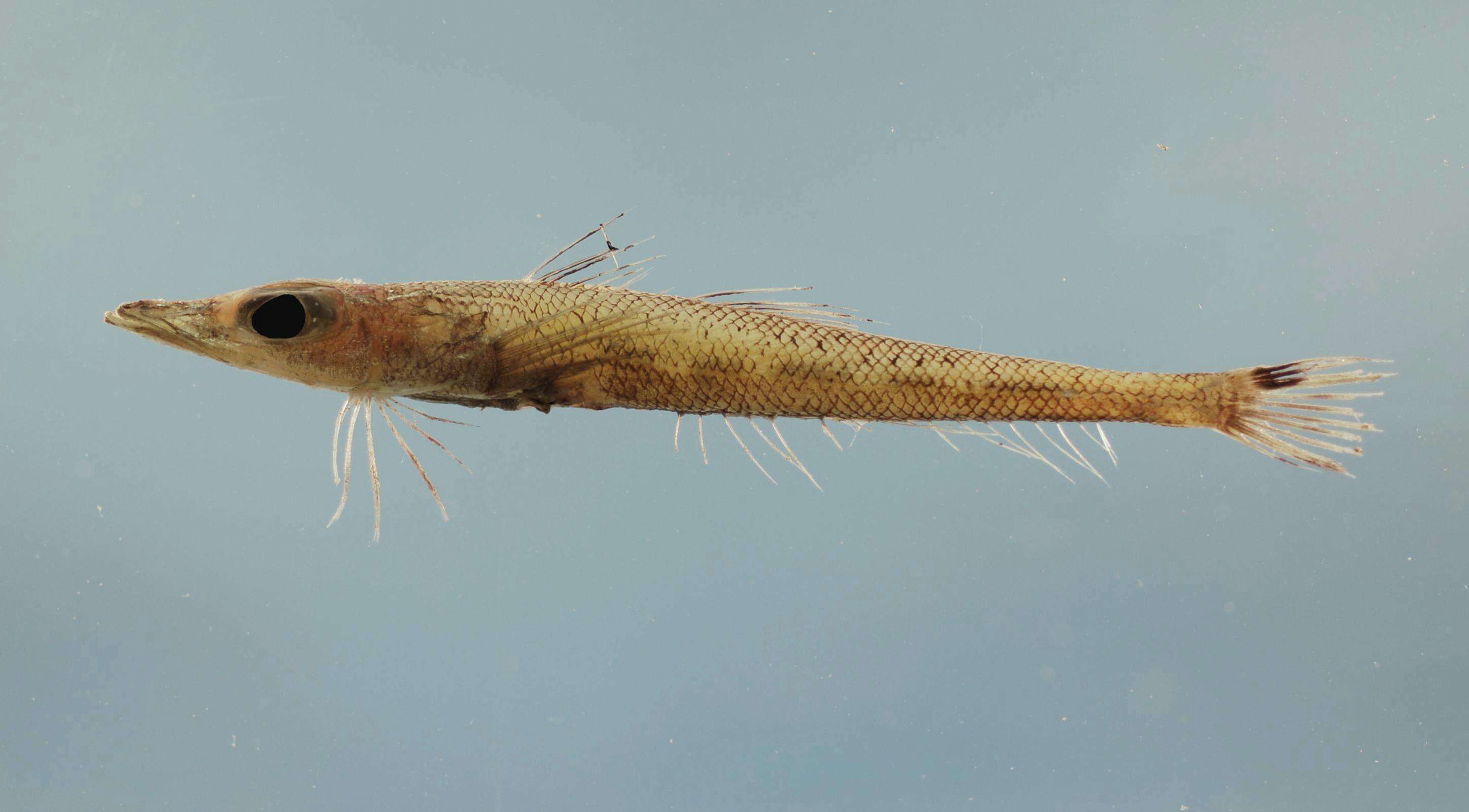 Image of Goby Flathead