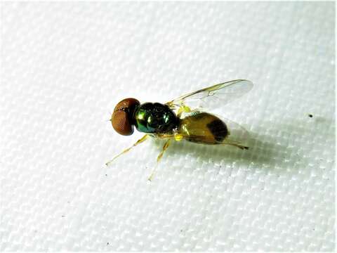 Image of Soldier fly