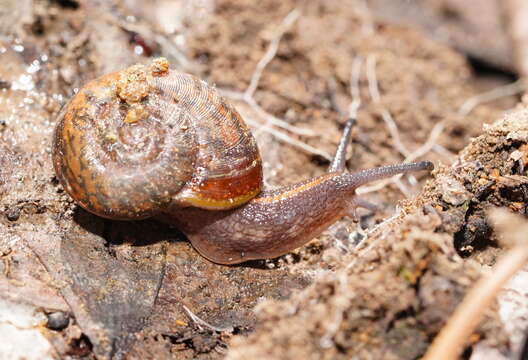 Image of Austrorhytida glaciamans (Iredale 1938)