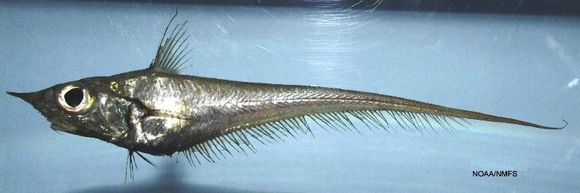 Image of Blackfin Grenadier